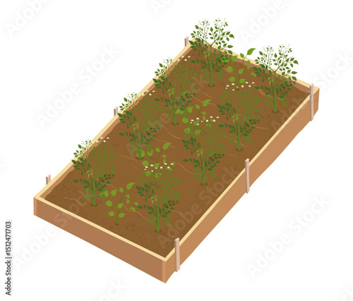 Illustration of plants in a garden bed. Young potatoes with green leaves. Vector
