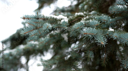 Wallpaper Mural Christmas tree. pine branch in the snow. branches of a snow-covered coniferous tree. close-up. tree in winter forest. natural background. spring time. winter season, cold time. autumn, first frost Torontodigital.ca