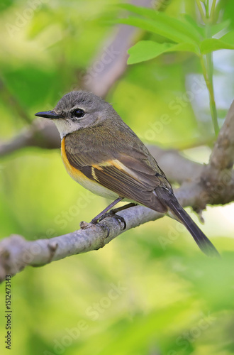 American Redstart (female) perched on the tree branch with green background, Canada