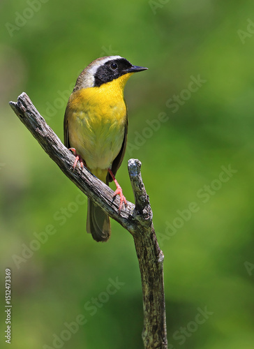 Common Yellowthroat perched on the tree branch with green background, Canada