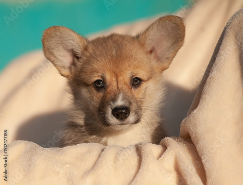 Adorable corgi puppy
