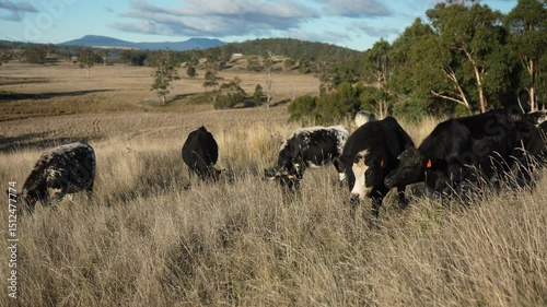 wagyu angus cows Mixed Herd of Healthy Beef Cattle Grazing on Lush Green Pasture. Regenerative Sustainable Australian Agriculture, Responsible Livestock Farming, and Natural Environment in Australia