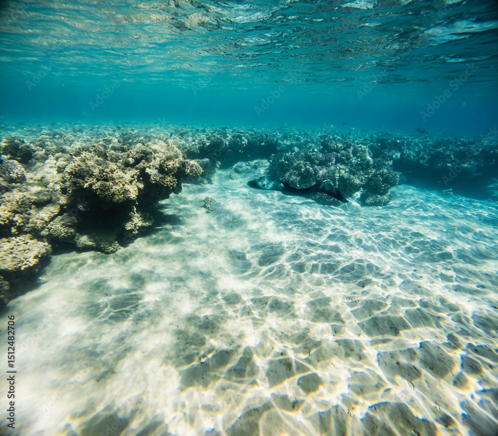 Fototapeta premium Moray eel in the beautiful clear water of the Red Sea.
