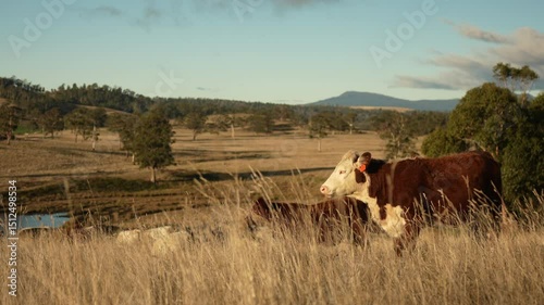 beautiful cattle in Australia  eating grass, grazing on pasture. Herd of cows free range beef being regenerative raised on an agricultural farm. Sustainable farming 