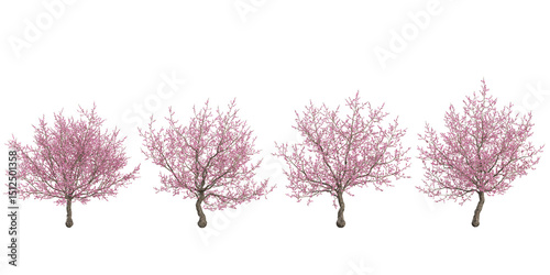 set of Cherry blossom trees on transparent background