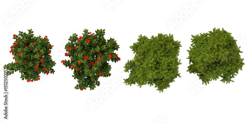 set of Hibiscus rosa-sinensis,BUCIDA trees on transparent background from the top view