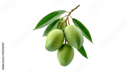 Wallpaper Mural Green Mangoes on Branch Fresh Fruit Nature Torontodigital.ca