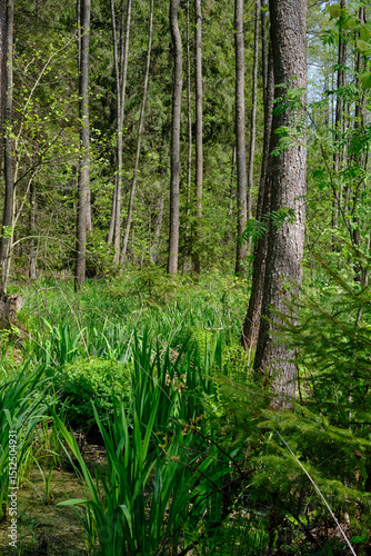 Fototapeta Naklejka Na Ścianę i Meble -  Springtime alder-bog sunny forest with standing water