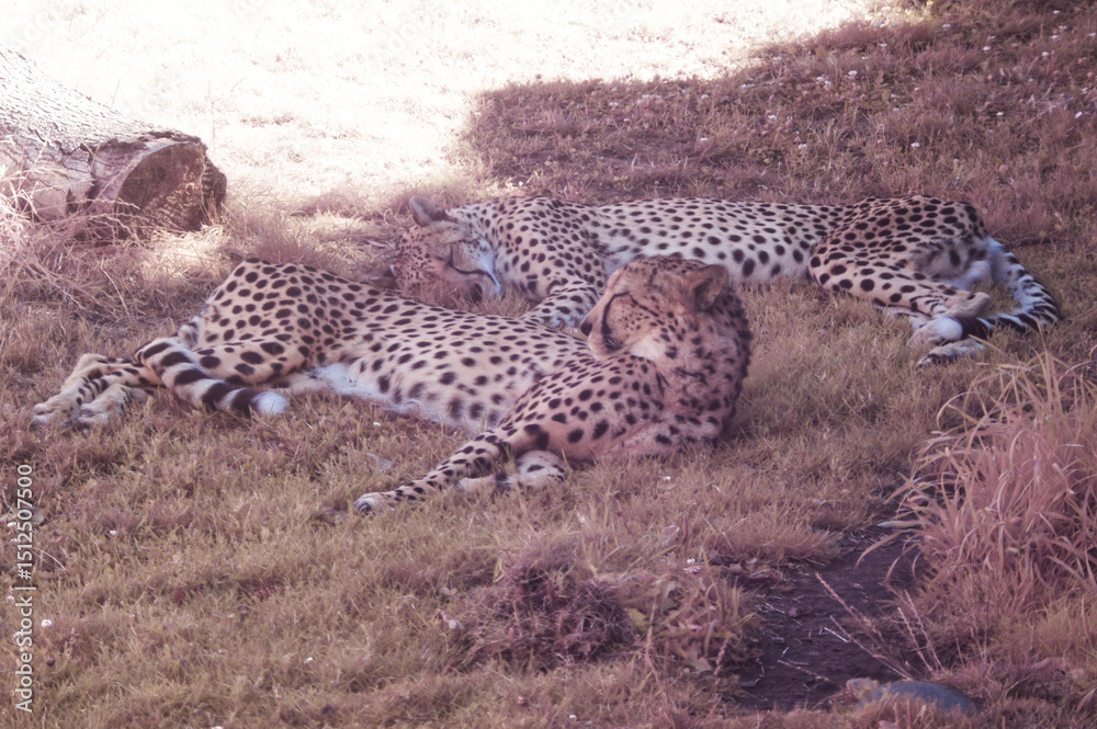 Naklejka premium Full spectrum picture of cheetahs at the Oregon Zoo in Portland