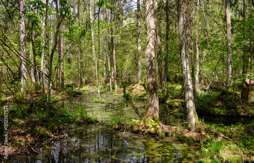 Fototapeta Naklejka Na Ścianę i Meble -  Springtime alder-bog sunny forest with standing water