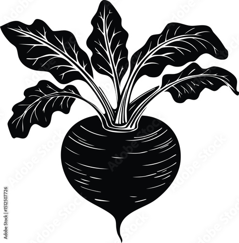 Kohlrabi with Leaves Silhouette | Natural Black Art for Vegan Illustration Vector