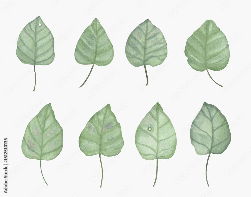 Fototapeta premium Watercolor hand drawn set of green leaves