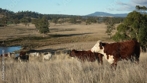 wagyu angus cows Mixed Herd of Healthy Beef Cattle Grazing on Lush Green Pasture. Regenerative Sustainable Australian Agriculture, Responsible Livestock Farming, and Natural Environment in Australia
