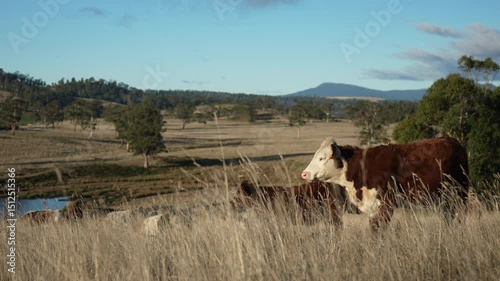 australian beef cattle grazing on pasture grass in a paddock. Beef Cows Moving Through Dry Grassland, Australian Farm Scene in summer