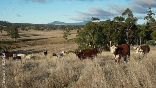 wagyu angus cows Mixed Herd of Healthy Beef Cattle Grazing on Lush Green Pasture. Regenerative Sustainable Australian Agriculture, Responsible Livestock Farming, and Natural Environment in Australia