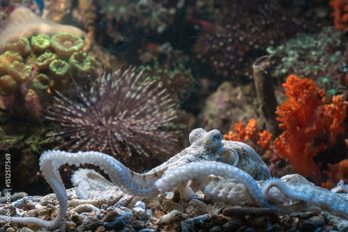 Fototapeta Naklejka Na Ścianę i Meble -  an octopus is at the bottom of the coral