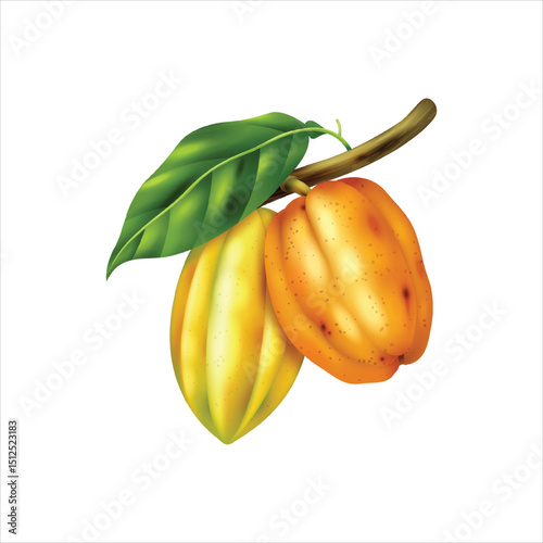 Raw cocoa fruit still on the stem isolated on white background