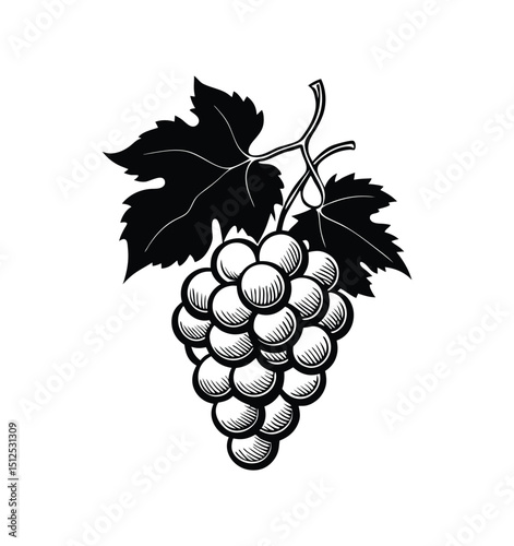 grapes vector illustration
