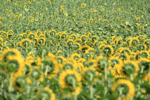 Fototapeta Naklejka Na Ścianę i Meble -  Sunflowers on a summer day