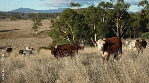 australian beef cattle grazing on pasture grass in a paddock. Beef Cows Moving Through Dry Grassland, Australian Farm Scene in summer