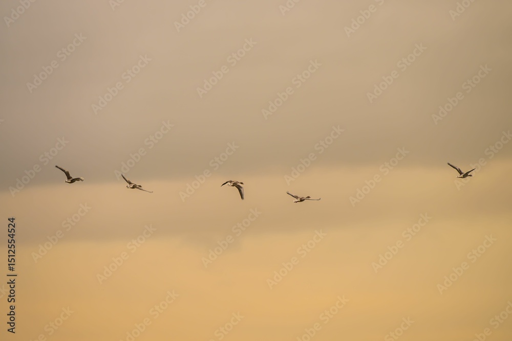 Obraz premium Birds flying across a golden sunset sky