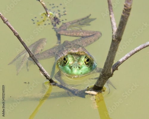 Fototapeta Lithobates catesbeianus in Murky Water
