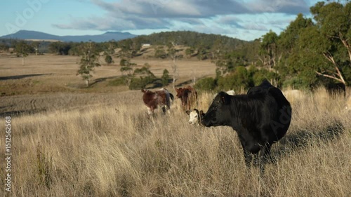 australian beef cattle grazing on pasture grass in a paddock. Beef Cows Moving Through Dry Grassland, Australian Farm Scene in summer