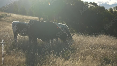 wagyu angus cows Mixed Herd of Healthy Beef Cattle Grazing on Lush Green Pasture. Regenerative Sustainable Australian Agriculture, Responsible Livestock Farming, and Natural Environment in Australia