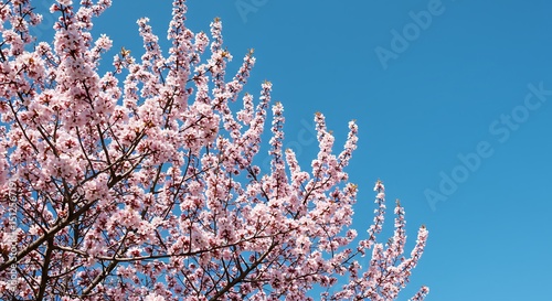 Stunning Pink Cherry Blossoms in Full Bloom Against a Vibrant Blue Sky