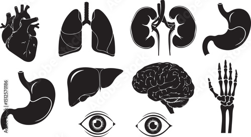 set of human organs vector silhouettes