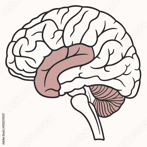 Illustration of a human brain with highlighted temporal lobe and cerebellum on a white background