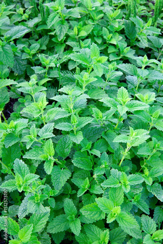 Wallpaper Mural Melisa lekarska (Melissa officinalis) Torontodigital.ca