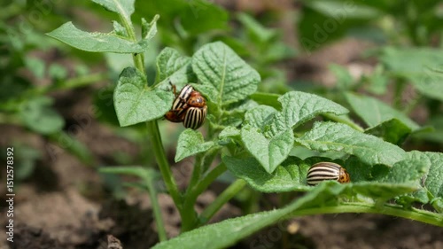 Colorado potato beetles on a potato bush in the garden. Harmful pests that damage crops. Concept of pest control in agriculture. photo