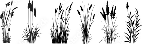 Silhouette of cattails and reeds. Wild grass on the river bank. Swamp coastal plants.