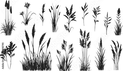 Silhouette of cattails and reeds. Wild grass on the river bank. Swamp coastal plants.