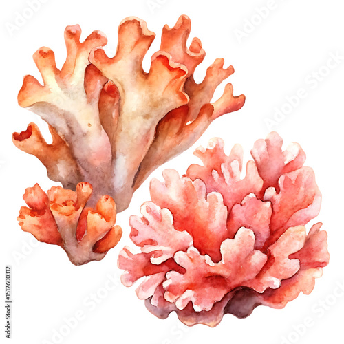 Two Dried Coral Pieces – Natural Ocean Decor Clipart Isolated on Transparent Background.png