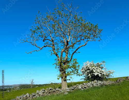 A lone tree stands in a grassy field beneath a clear blue sky, accompanied by a white flowering bush. A stone wall cuts through the lush landscape in Harden, Bingley, UK
 photo