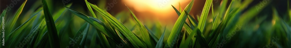 Fototapeta premium Green grass against sunlight