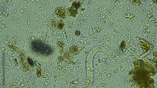 microorganisms and soil biology, with nematodes and fungi under the microscope.	
