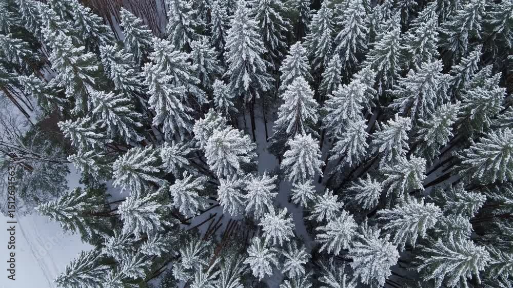 Aerial view capturing snow-covered pine forest, white treetops spreading across wintry woodland landscape under crisp sky Aerial view capturing snow-covered pine forest, white treetops spreading across wintry woodland landscape under crisp sky