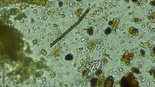 microorganisms and soil biology, with nematodes and fungi under the microscope.	
