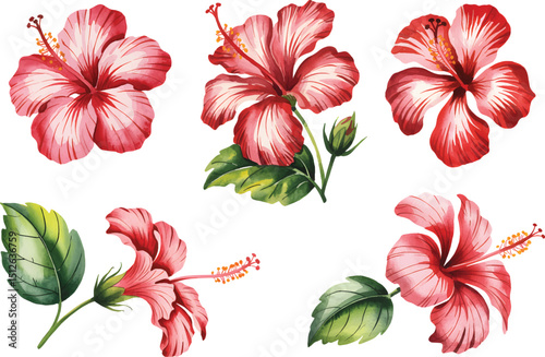 
Hibiscus Watercolor flower Collection. Vibrant Red & Pink Hand-Painted Hibiscus Flowers.