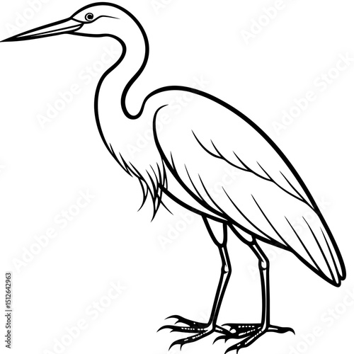 Intermediate Egret Vector on White Background