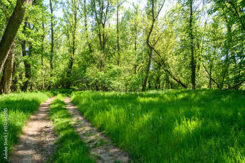 A beautiful spring scene in the forest, with a dirt road and bright sunlight shining through the leaves of the trees onto the grass.