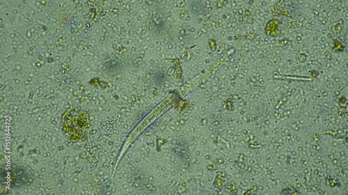 microorganisms and soil biology, with nematodes and fungi under the microscope.	
