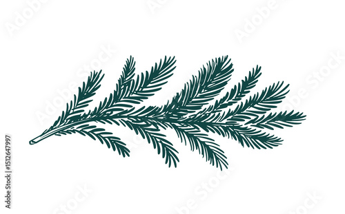Green fir branch on a white background hand drawn	