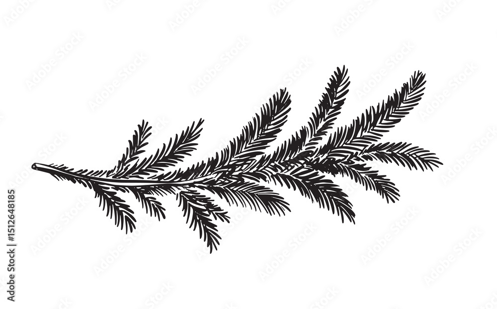 Black fir branch on a white background hand drawn	