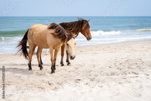 Wild ponies standing by the ocean at Assateague Island, Maryland