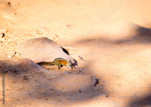 Принти на полотні A Uinta chipmunk foraging in Zion National Park, Utah