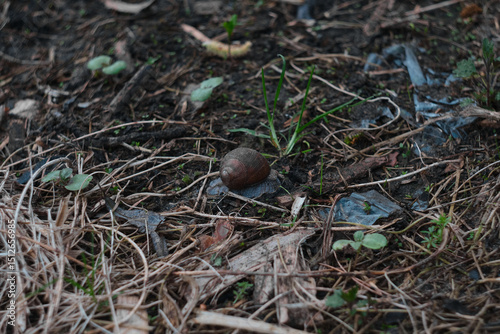 A close-up photo of a large grape snail crawling on the ground among green grass